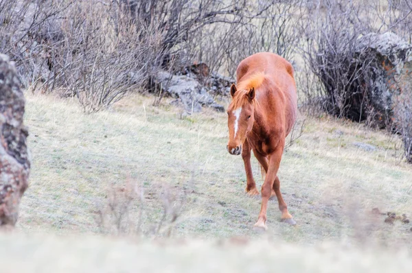 Hästar som häckar i altai stäppen — Stockfoto