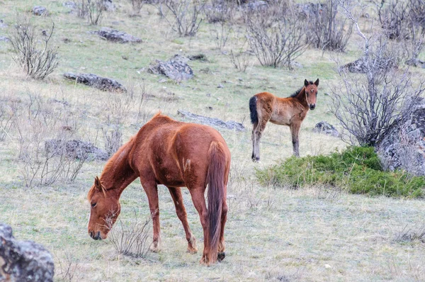 Horses breeding in Altai steppe — Stock Photo, Image