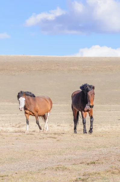 Paarden schrijdend in Altaj steppe — Stockfoto