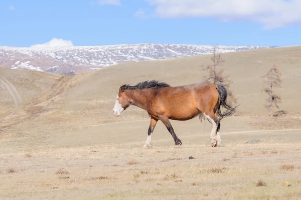 Horses striding in Altai steppe — Stock Photo, Image