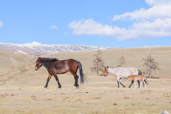 Horses striding in Altai steppe — Stock Photo, Image