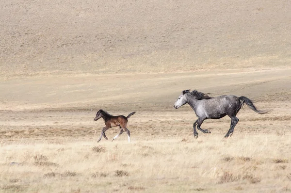 Horses striding in Altai steppe — Stock Photo, Image