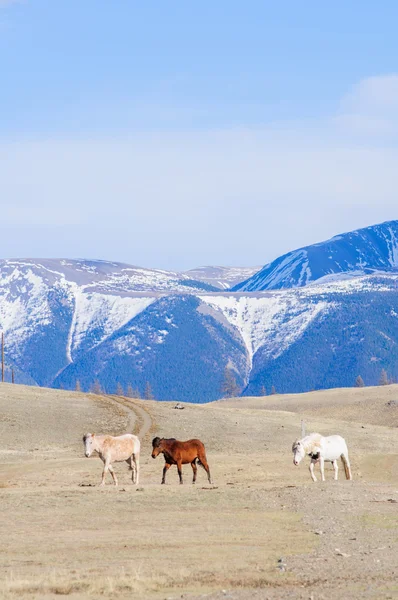 Horses striding in Altai steppe — Stock Photo, Image