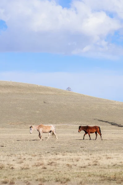 Kráčí v Altajské stepní koně — Stock fotografie