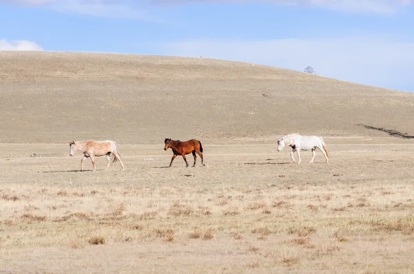 Paarden schrijdend in Altaj steppe — Stockfoto