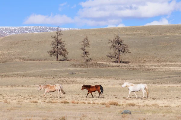 Horses striding in Altai steppe — Stock Photo, Image