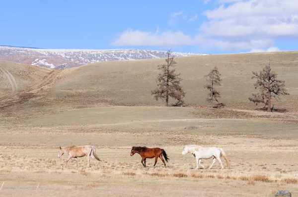 Paarden schrijdend in Altaj steppe — Stockfoto