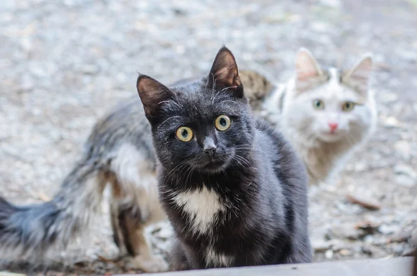 Bir kapı aralığında seyir küçük yavru kedi — Stok fotoğraf