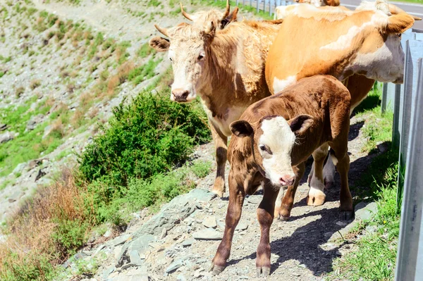 Cattle passing beside highway