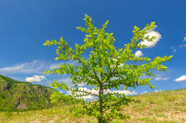 Paisagem quente do dia de verão em Altai — Fotografia de Stock