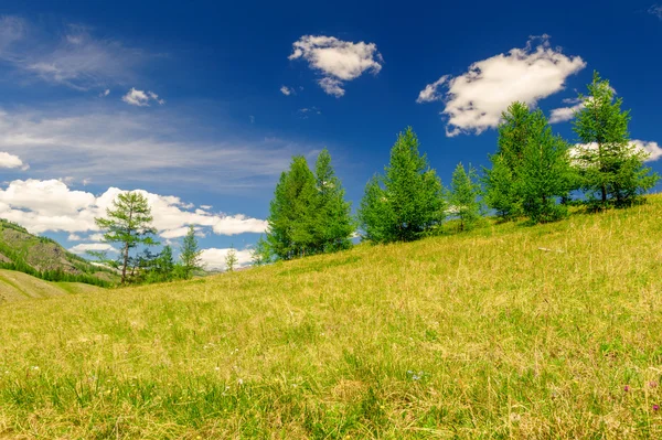 Heißer Sommertag Landschaft im Altai — Stockfoto