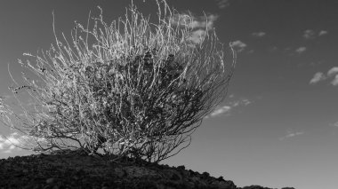 Altay Merkür mevduat üzerinde büyüyen bitkiler