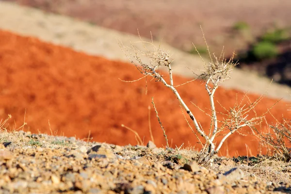 Farbe Boden von Quecksilbervorkommen im Altai — Stockfoto