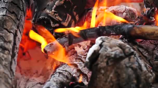 Asche und Flamme auf brennendem Baumstamm im Feuer — Stockvideo