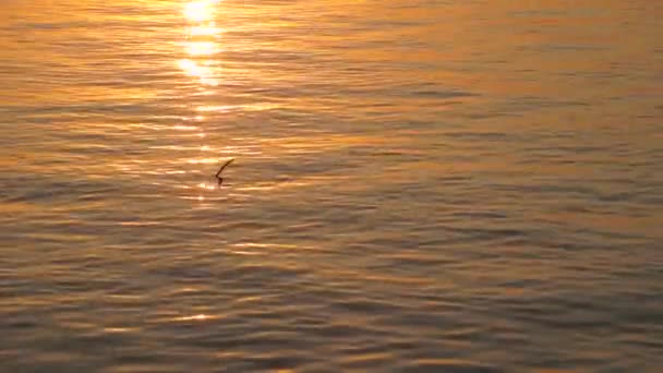 Μαγευτικό ηλιοβασίλεμα πάνω από τον ποταμό ήρεμη — Αρχείο Βίντεο