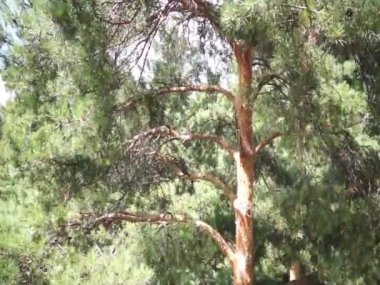 Dönme dolap gidiyor üzerinden görüntülemek