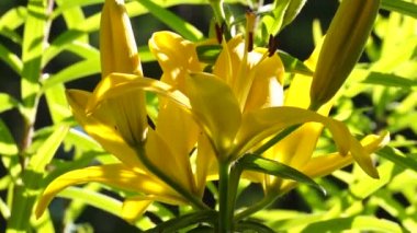 Yaprak, çiçek ve çim aydınlatma içinde hareket