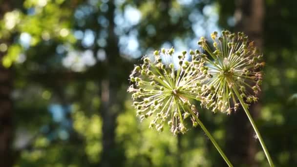 Folhas, flores e grama movendo-se em luz de fundo — Vídeo de Stock