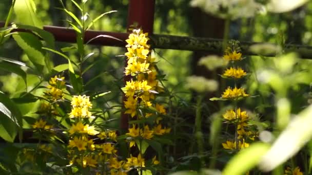 Blätter, Blumen und Gras bewegen sich im Gegenlicht — Stockvideo