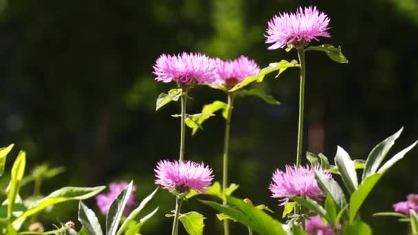 Folhas, flores e grama movendo-se em luz de fundo — Vídeo de Stock