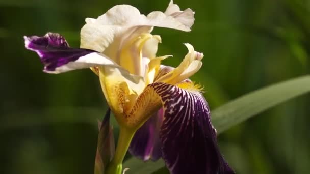 Bladeren, bloemen en gras moving in backlight — Stockvideo