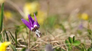 Yaz sabahı canlı renkler