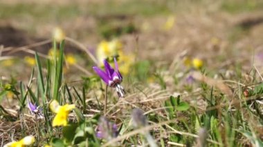 Yaz sabahı canlı renkler
