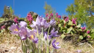 Yaz sabahı canlı renkler