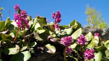 Yaz sabahı canlı renkler