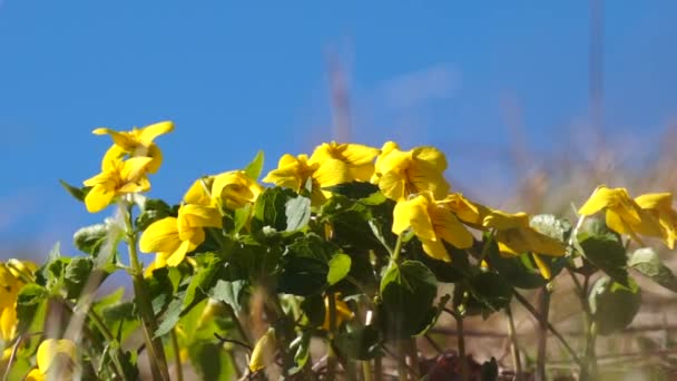 Leuchtende Farben des Sommermorgens — Stockvideo