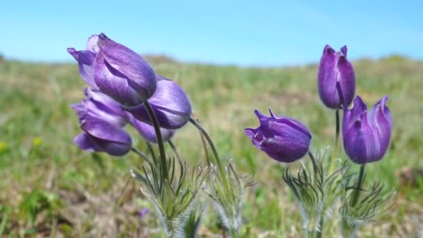 Leuchtende Farben des Sommermorgens — Stockvideo