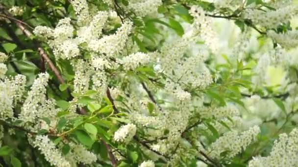 Groene bladeren in de zomer — Stockvideo