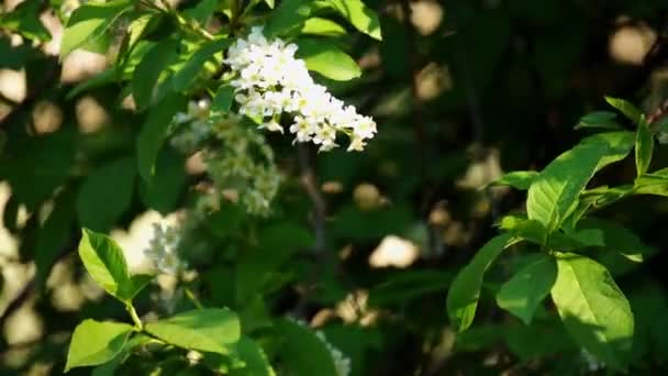 Чисте і соковите листя і квіти — стокове відео