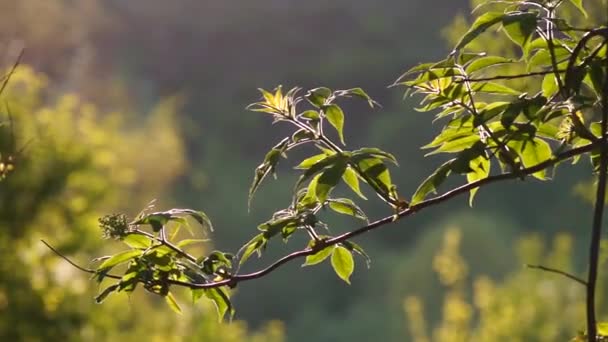 Чисте і соковите листя і квіти — стокове відео