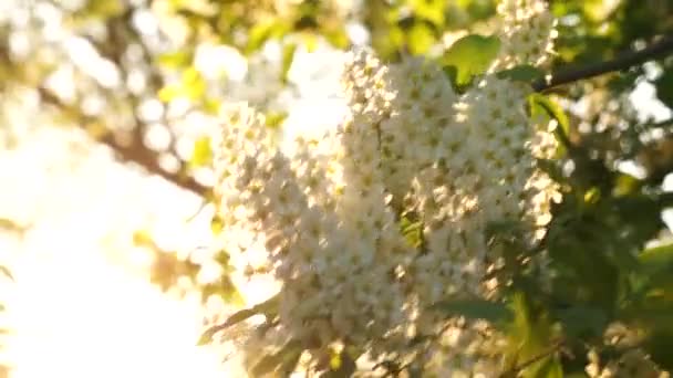 Ren och saftiga blad och blommor — Stockvideo