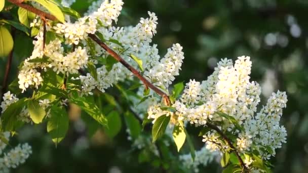 Schoon en sappig loofwerk en bloemen — Stockvideo