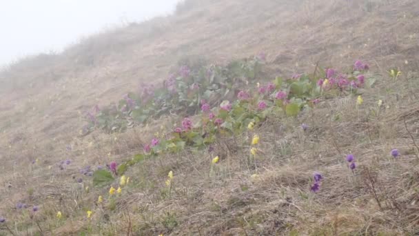 Bloemen en mist — Stockvideo