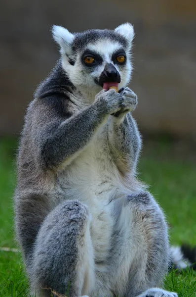 Lemur Kata His Lunch — Stock Photo, Image