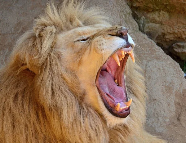 Aslan krugerwhite ve tehlikeli dişleri