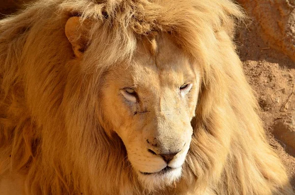 Lion Krugeri Portrait Blanc — Photo