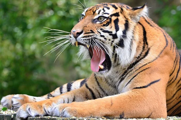 Hayvanat Bahçesi Prag 'da öfkeli bir kaplan ve onun koca ağzı.