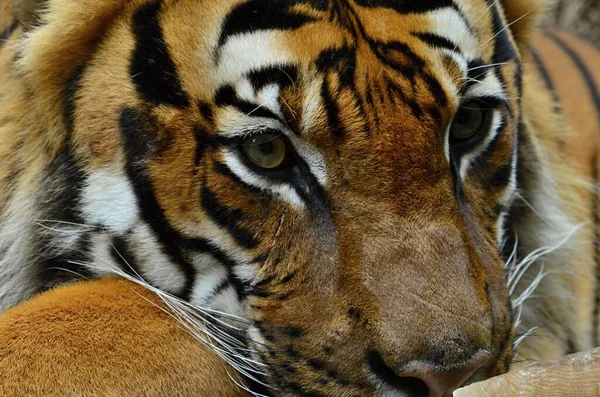 Retrato Calma Descansando Tigre Zoo Praga — Fotografia de Stock