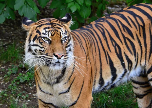 Пильний Тигр Цоо Празі — стокове фото