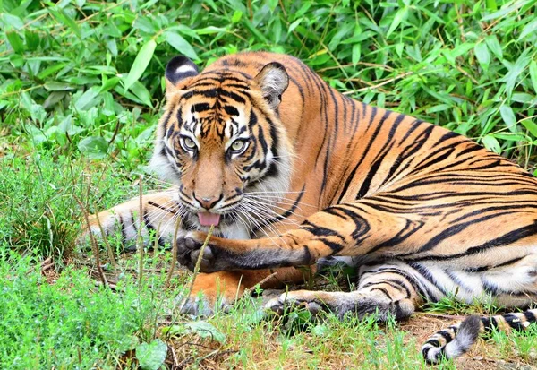 Portretul Unui Tigru Mincinos Din Zoo Praga — Fotografie, imagine de stoc