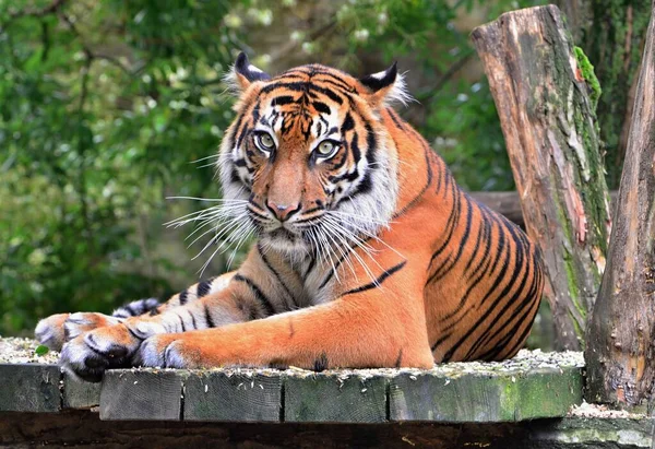 Hayvanat Bahçesi Prag 'ında yalancı bir kaplanın portresi.