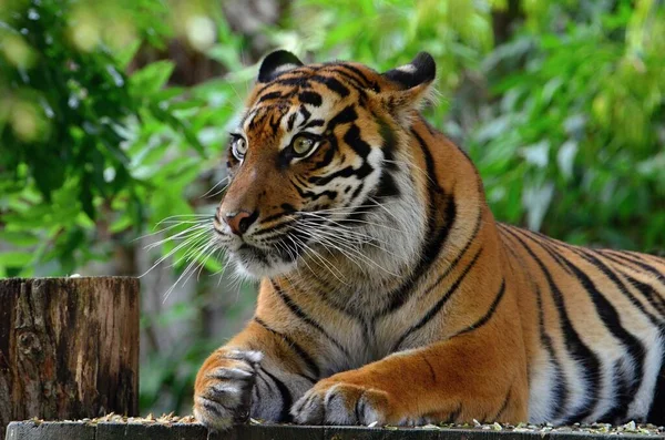 Portrait Tigre Menteur Zoo Prague — Photo