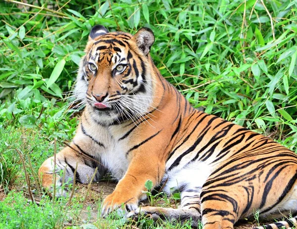 Hayvanat Bahçesi Prag 'da dinlenen Kaplan