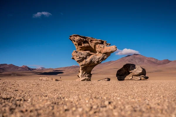 Bolivya çölünde taş ağaç (Arbol de Piedra)