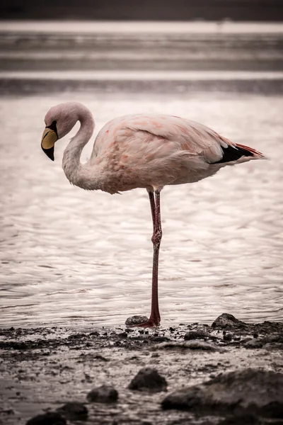 Flamingo está solo en el borde de un lago —  Fotos de Stock