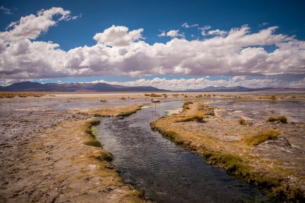 Flamingo büyük vahşi doğada yalnız ve yalnız duruyor